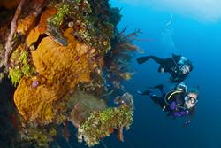 Bahamas, Caribbean - colourful coral